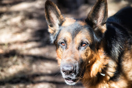 Security Dogs