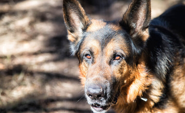 Security Dogs