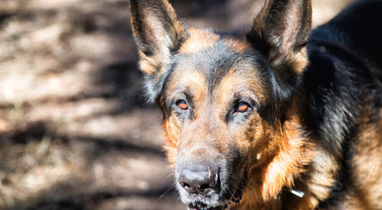 Security Dogs