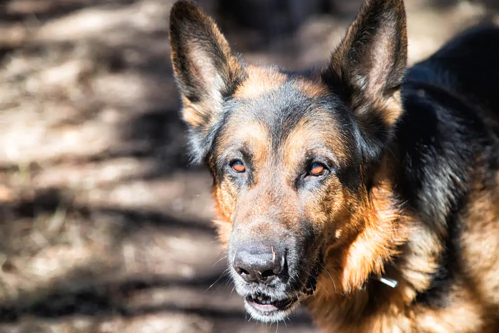 Security Dogs